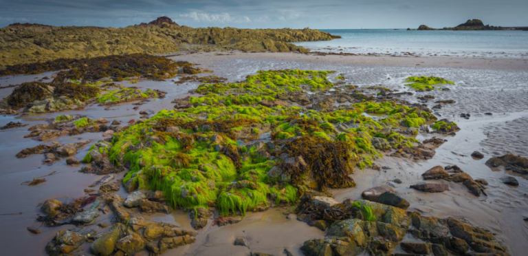 The Ocean Acidification – The Silent Killer Destroying the Coral Reefs The Ocean Acidification: The Silent Killer Destroying the Coral Reefs