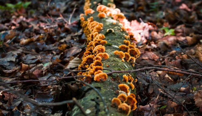 The Parasitic Mind Control – The Fungus That Turns Ants into Zombies The Parasitic Mind Control: The Fungus That Turns Ants into Zombies