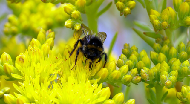 Why Bumblebee Queens Can Breathe Underwater for Days Why Bumblebee Queens Can Breathe Underwater for Days