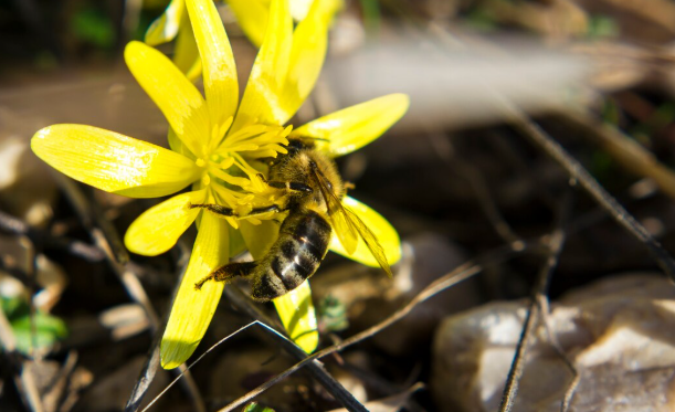 The Pollinator Decline – The World Without Bees The Pollinator Decline: The World Without Bees