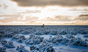 The Permafrost Thaw: The Ancient Viruses Reawakening from the Deep Freeze