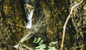 The Fungal Network: The "Wood Wide Web" Communicating Beneath the Forest Floor