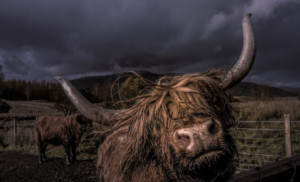 The De-Extinction Business: Colossal Biosciences and the Woolly Mammoth Coming Back to Life